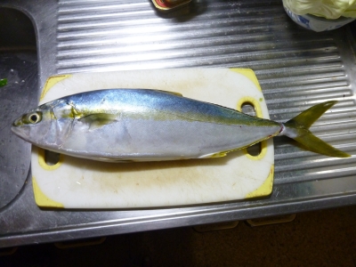 P1020142.JPG