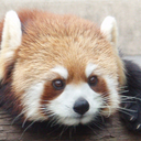 アライグマ