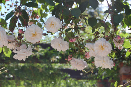 またまたバラ ローザンベリー多和田オーナーブログ