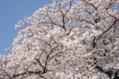 鴨川のサラク01