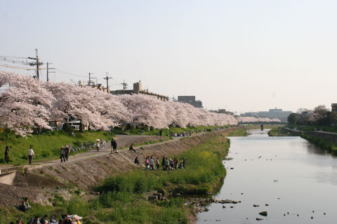 鴨川の桜02