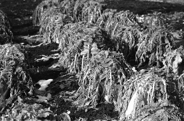 HP5_20120205_009.jpg