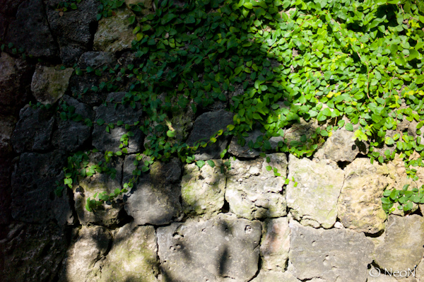 L1008436.jpg
