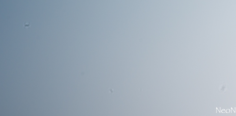 L1026936-2.jpg