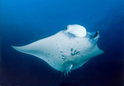 komodo3