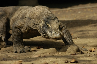 komodo1