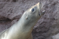 lapaz1