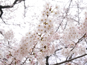 東京の桜
