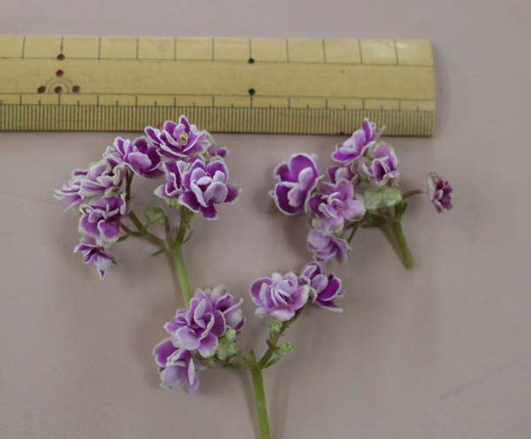 ヴェロヴァ 小さな花 | parceiraoatacadista.com.br