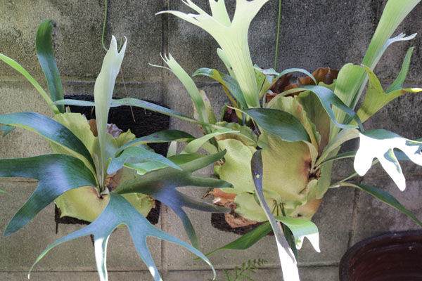 雪*花様 ビカクシダ アルキコルネ　斑入り 斑入りビカクシダ！ 【platycerium alcicorne africa mutation