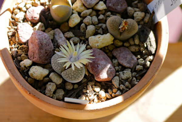 リトープス 朝貢玉 C177 glabra 開花 | 植物あれこれ