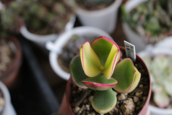 丸葉花月錦 ダイソー | 植物あれこれ 丸葉花月錦 ダイソー | 植物あれこれ