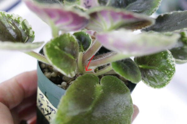 セントポーリア 「Adel」キメラ脇芽 Ukraine種（セントポーリア