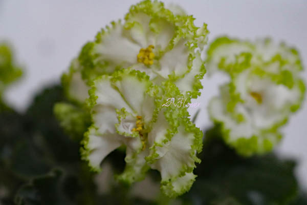 2019年05月の記事 | 植物あれこれ