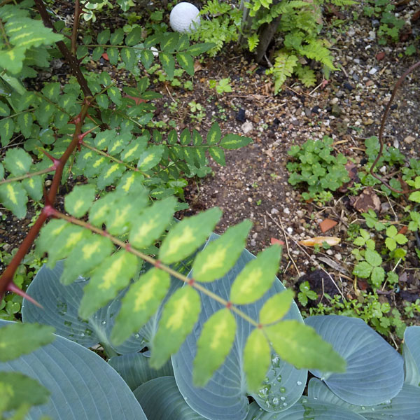 山椒の木 斑入りだったー | 植物あれこれ