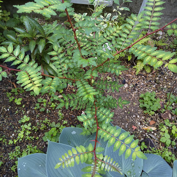 山椒の木 斑入りだったー | 植物あれこれ