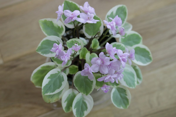 セントポーリア ザカズジョーゼット 初開花株 キメラ 希少品種 セントポーリア ザカズジョーゼット 初開花株 キメラ 希少品種