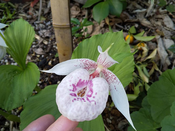 山野草（ラン科） 日本クマガイソウ 2花芽株 山野草（ラン科