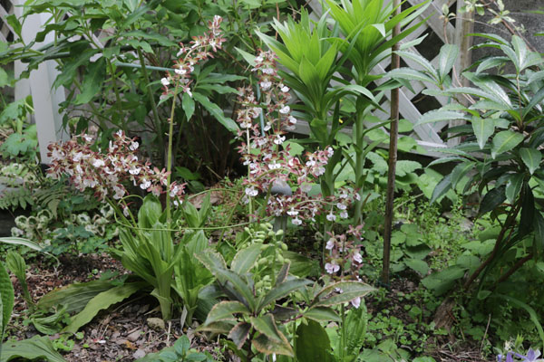 エビネラン えびね蘭 | 植物あれこれ