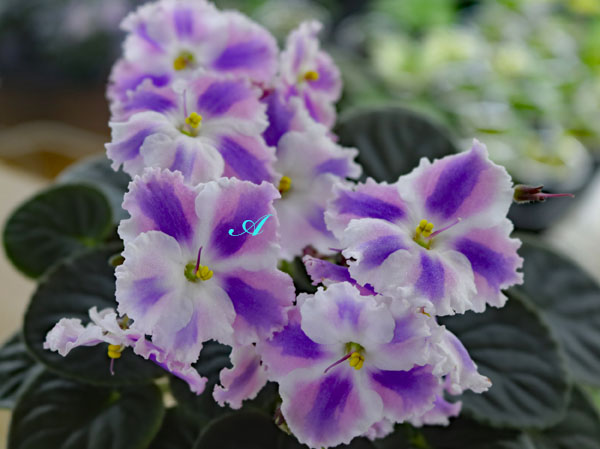 アクアブルー　オパールセント　キャンディディッシュ　花模様の蓋 毛糸 Opal-オパール- KFS気仙沼水族館 4ply/4本撚り KFS255