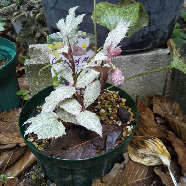 山野草・カキラン苗！画像の斑入り株お届けいたします！一株にて2芽です。ラン苗 山野草・カキラン苗！画像の斑入り株お届けいたします！一株にて