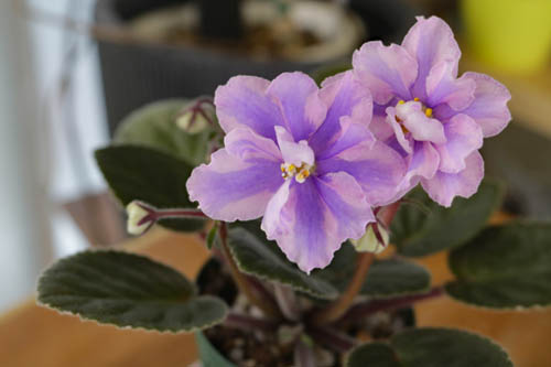 ロシア、ウクライナ種キメラ | 植物あれこれ