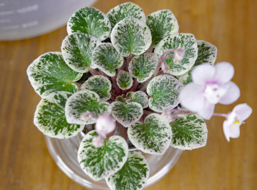 プレシャスピンク セミミニ種 美しい斑入り葉 | 植物あれこれ