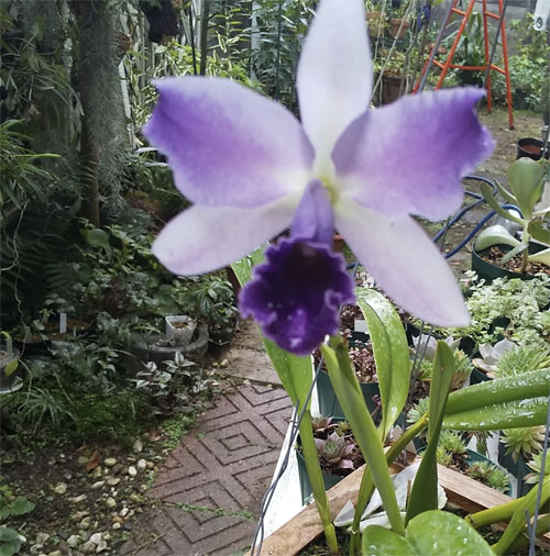 カトレア 開花 白紫 | 植物あれこれ