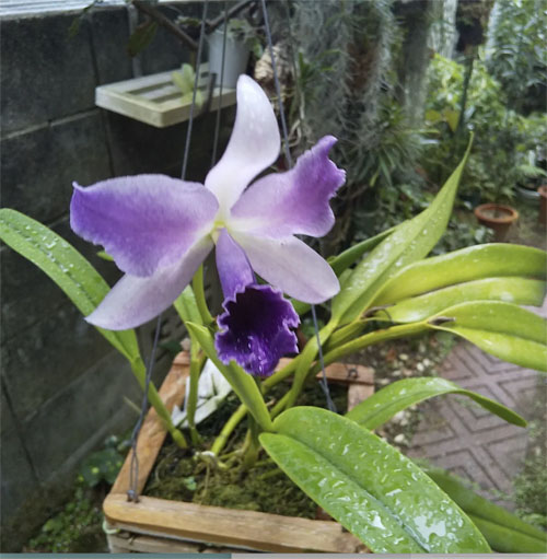 カトレア 開花 白紫 | 植物あれこれ