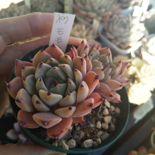 ベランダの多肉 爪が美しいエケベリア | 植物あれこれ