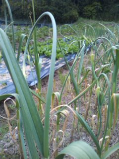 にんにくの芽のめかき ニコニコ熊ちゃん農園の 自然派野菜栽培記