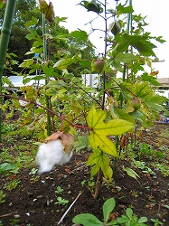 綿が生ってる!