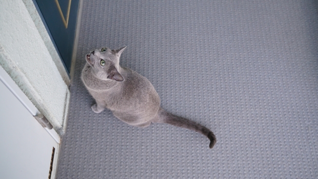 DSC01454.jpg