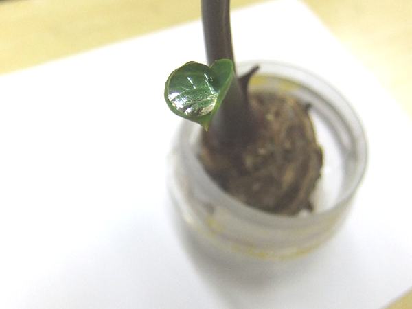 里芋