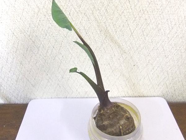 里芋