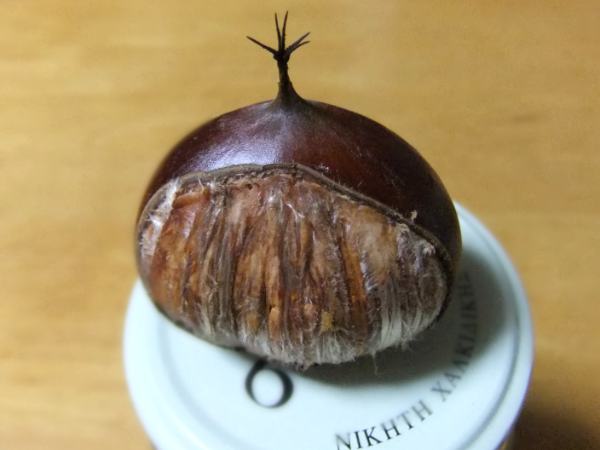 栗坊