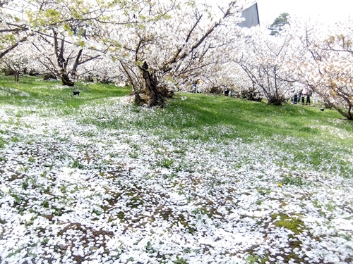 御室桜