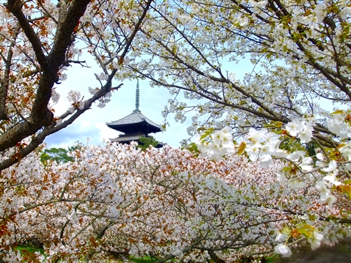 御室桜