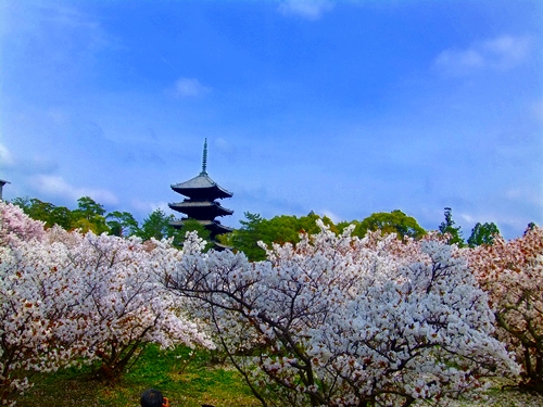 御室桜