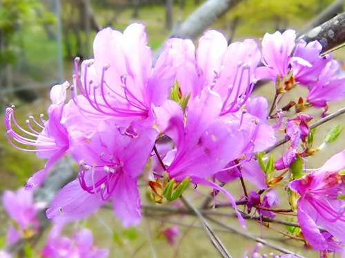 御室桜
