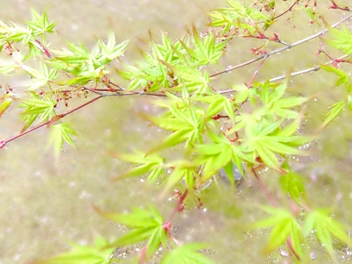 御室桜