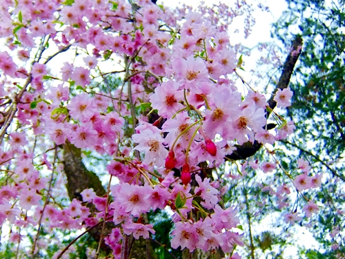 御室桜