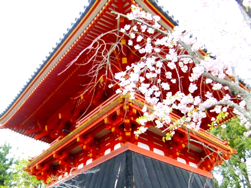 御室桜