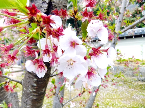 御室桜
