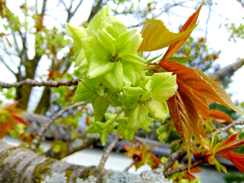 御室桜