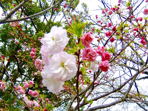 御室桜