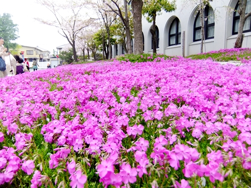 芝桜