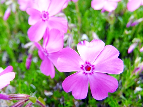 芝桜