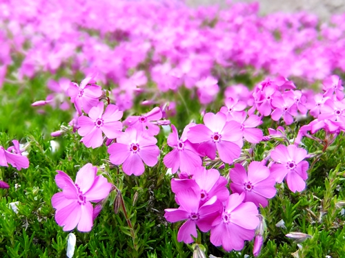 芝桜