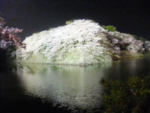 彦根城夜桜